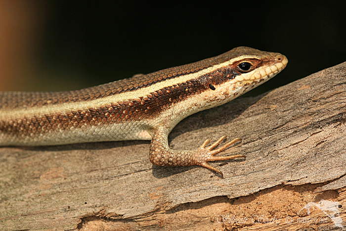 Trachylepis planifrons 4