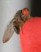 Octomilka Drosophila hydei 2