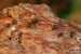 Damon variegatus - mláďata 1.svlek