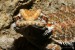 Pogona vitticeps (Agama vousatá)
