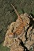 Pogona vitticeps (Agama vousatá) 1