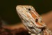 Pogona vitticeps (Agama vousatá) 2