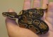 Python regius mládě 1